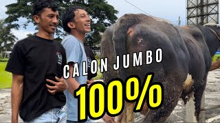 JOSS🔥KAKAK ADIK BAWA SAPI BAKALAN CALON JUMBO KAKI PETUNG‼️#sapi #sapijumbo #cow #bull #toros