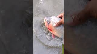 Hand Fishing video ep-29  #fish #shorts