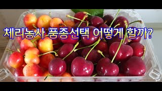 체리농사 품종선택 어떻게 할까?(부제 : 체리 품종 선택 중요사항)