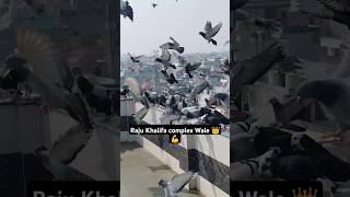 Raju Khalifa complex Wale 👑/Talim ustad akhtar 💪😎 #pigeon #kabutar #pets