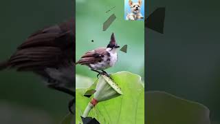 The Funniest Animals: Melodic Bird Antics That Will Make You Smile #TheFunniestAnimals #FunnyAnimal