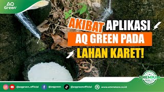 TIPS DAN TRIK AGAR GETAH KARET LANCAR!!!! Dengan AQ Green