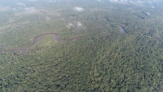 Ivory-billed Woodpecker: Proof of Persistence in Florida