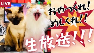 2024猫の日！夕ご飯が欲しすぎて部屋を走っちゃう保護猫＆北欧猫生放送！【シャム猫/シャムミックス＆ノルウェージャンフォレストキャット】