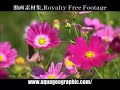 四季の花 ハイビジョン動画素材集 flower hd royalty free footage