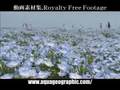 四季の花 ハイビジョン動画素材集 FLOWER HD Royalty Free Footage