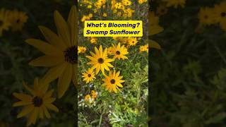 What’s Flowering w/ Native Plant Fran? It’s Swamp Sunflower (Helianthus angustifolius) #nativeplants