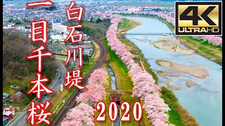 白石川堤  一目千本桜  (宮城県)＜絶景ドローン空撮 4K高画質＞ Japanese landscape