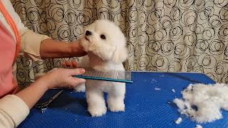 Первый груминг щенка Бишон фризе ✂️VOLT✂️3 мес✂️ Часть 2 #kennel_BrightStarDog #groomingbichonfrise