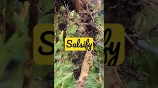 GROW YOUR OWN MEDIEVAL VEGETABLES | SALSIFY