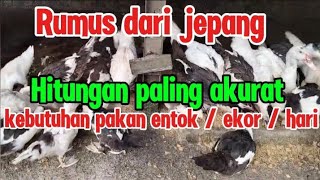 Rumus dari jepang ‼️ menghitung kebutuhan pakan entok p3 ekor per hari