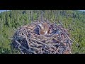 estonian osprey kalakotka 2 cam irma with 3 eggs 2018 05 22 02 02 09 439