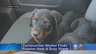 ‘I Had To Slam On My Brakes’: Construction Worker Finds Puppies Near Busy Street