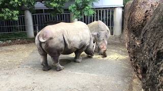 シロサイの朝食（豊橋総合動植物公園／のんほいパーク） 2017年8月5日