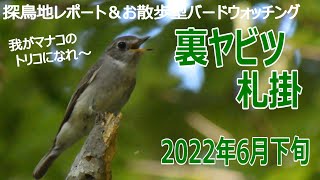 神奈川県・札掛の探鳥地レポートです　今回もステキな出会いでいっぱいです！　2022年6月下旬