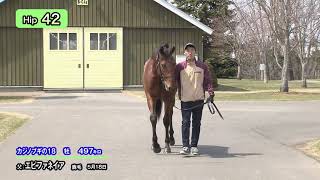 ★5月最新　Hip42　カジノブギの１８（父エピファネイア）5月追い切り