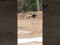 deer comes across dog in construction site and humps them 1081269