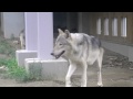 オオカミ兄弟のやりとり~wolfpack