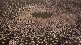 HAPPY PELICAN IN ISRAEL