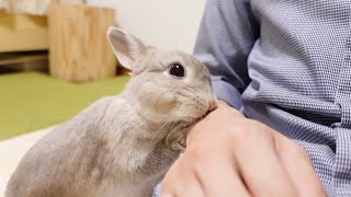 飼い主に相手をしてもらえないと勘違いしちゃったうさぎさんがこの後とった行動