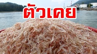 เผยเค็ดลับ  “สูตรทำกะปิเคย” กับภูมิปัญญาพื้นบ้าน