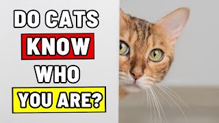 Can Cats Recognize Their Cat Parents