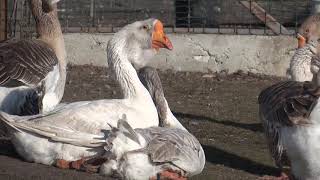 23.01.2020. David action - Блуе color kholmogory gander at 3 years old. Olympus farm.