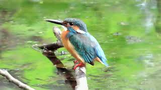 都立小金井公園のカワセミ　　2021.05.29    MVI_2987  Kingfisher