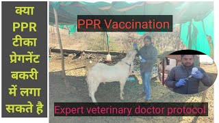 Is PPR vaccine pregnancy safe ? what's the protocol for vaccination.