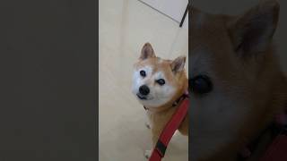 【豆柴リンちゃん】12歳柴犬、柴キックしてから動物病院　#shorts