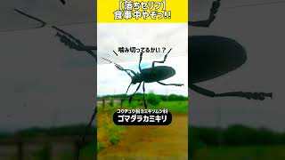 【落ちセリフ】食事中やぞっ!!【ゴマダラカミキリちゃん】