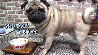 意外とよく噛んでゆっくり食べるパグ　『おまめ日記』Pug Comedy Videos From Japan