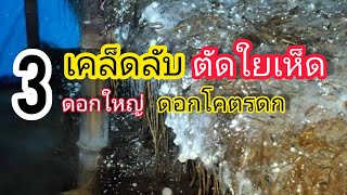 3 วิธีสังเกตุเส้นใย ก่อนการตัดใยเห็ดฟางให้ดอกใหญ่ ดอกดก/สนใจเชื้อเห็ดฟาง0939461946