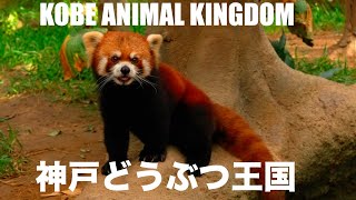 【4K HDR】神戸 散策 神戸どうぶつ王国 / KOBE ANIMAL KINGDOM