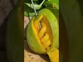 চীনের মানুষের মুখ দেখুন সব খেয়ে নেয় 😍farm fresh ninja fruits kobangla part 4