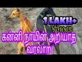 Download Unknown history of kanni dogs | கன்னி நாயின் அறியாத வரலாறு | Indian hounds In Mp4 3Gp Full HD Video