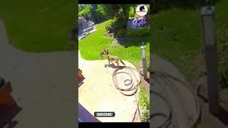 fox attacks dog|fox vs dog|#shorts #animals