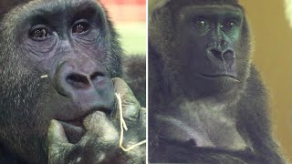 Gorilla eyes are attractive. Genki's eyes looking at Momotaro and cute Gentaro's eyes. 2021.12.1