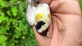 Hunting birds by nets goldfinch أروع صيد فراخ الحسون 🦜🦜في هاد الأسبوع جيد روعة😱😱💯💯