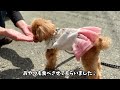 会社の人に会って喜びが止まらない愛犬がかわいい【トイプードルのコロン】