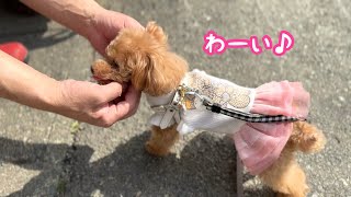 会社の人に会って喜びが止まらない愛犬がかわいい【トイプードルのコロン】