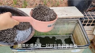 空心菜旱栽水耕哪种好？如何给挂果蔬菜搭配肥料？