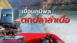 ตามล่า หาปลาล่าเนื้อ เขื่อนภูมิพล(1) HD ⛵ EP124/AB-fishing Channel