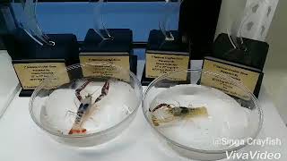 Singa Crayfish Beautiful Adult Pair, check out the intense color and claw of the male on the left