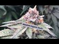 Organic Cannabis Grow Update Seed To Harvest MarsHydro In-line Fan Combo Kit