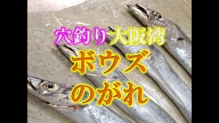 穴釣りでボウズのがれ！大阪湾南部　ほぼ釣れますよ！！