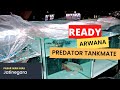 DIKASIH MURAH AJA BIAR PADA PUNYA ARWANA !!! UPDATE HARGA IKAN PREDATOR DAN TANKMATE DI JATINEGARA