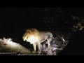 Southern Black Dam Male Lion with Avoca Male Lion in north | 14 August 2024