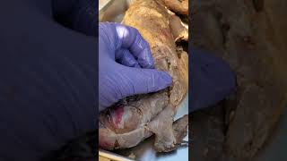 Mink Dissection-Clavotrapezius / Acromiotrapezius junction