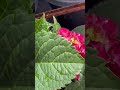 Hydrangeas in different colours #flower #hydrangeas #colourful #loveflowers #gardentour #garden